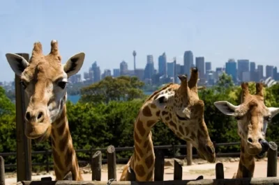 Taronga Zoo.jpg