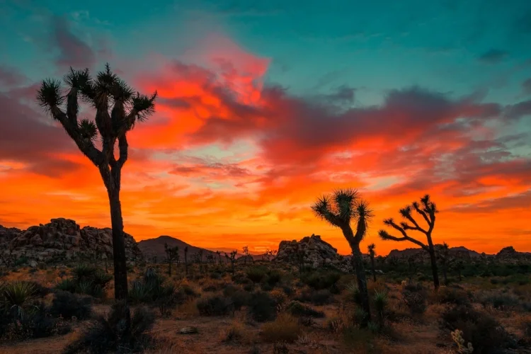Arizona_JoshuaTree_01.jpg
