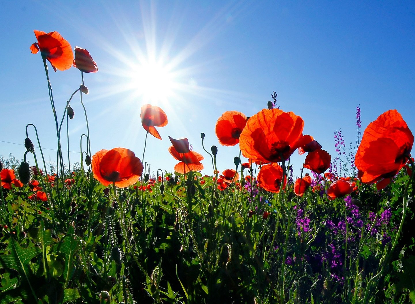 Lest we forget. 
Sending love &amp; light out to all on this Anzac Day. A day to stop, remember and be grateful for the sacrifices made for us. xx
#wewillrememberthem #anzacday #lestweforget