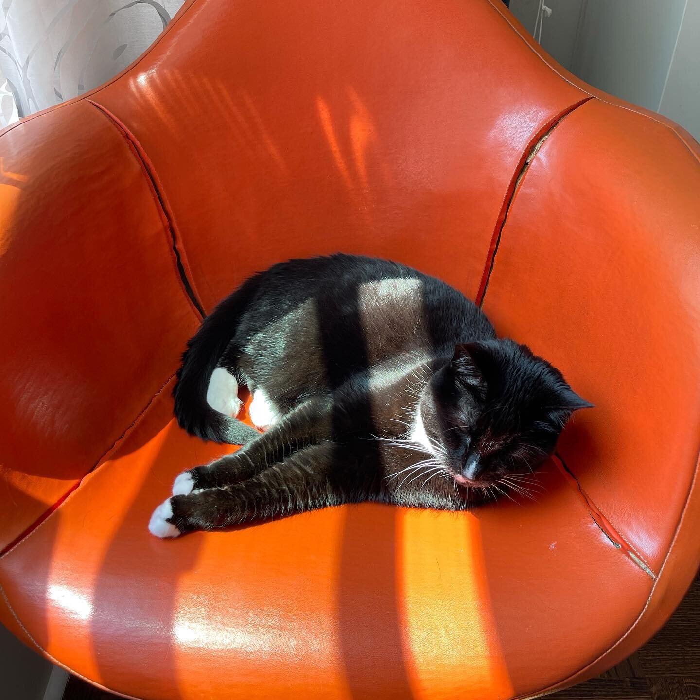 Vintage Eames. Vintage Cupcake. Snoozy, sunny, Sunday vibes.
 
How are you relaxing like the cat today?
 
#eameschair #vintagemidcentury #catportraits #sundayselfcare #mascotlife