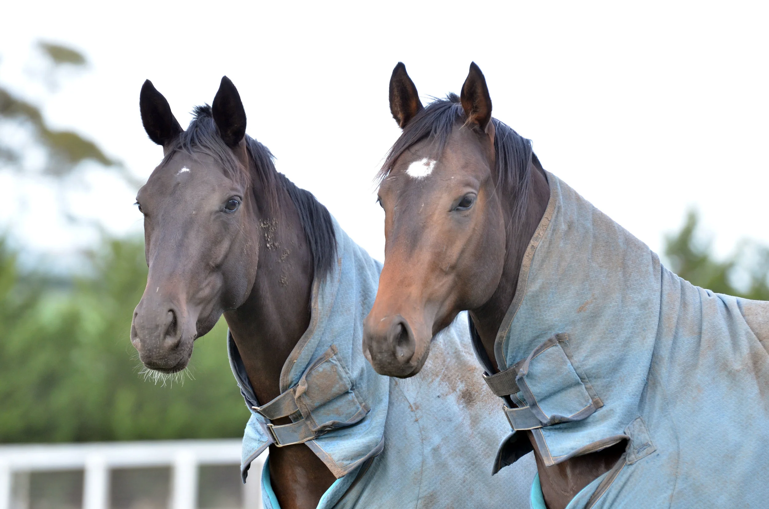 7 farm_DSC_9140.jpg