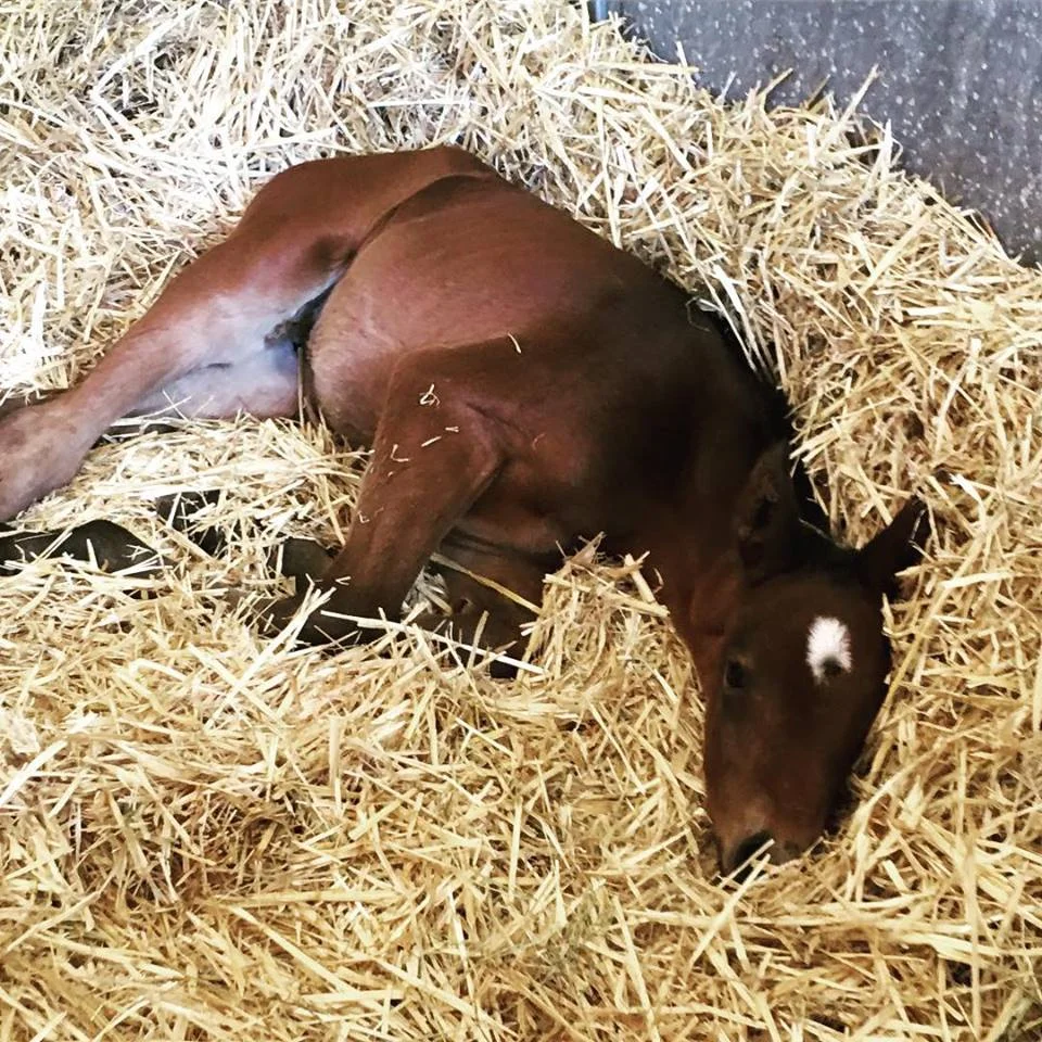 Foal in Box.jpg