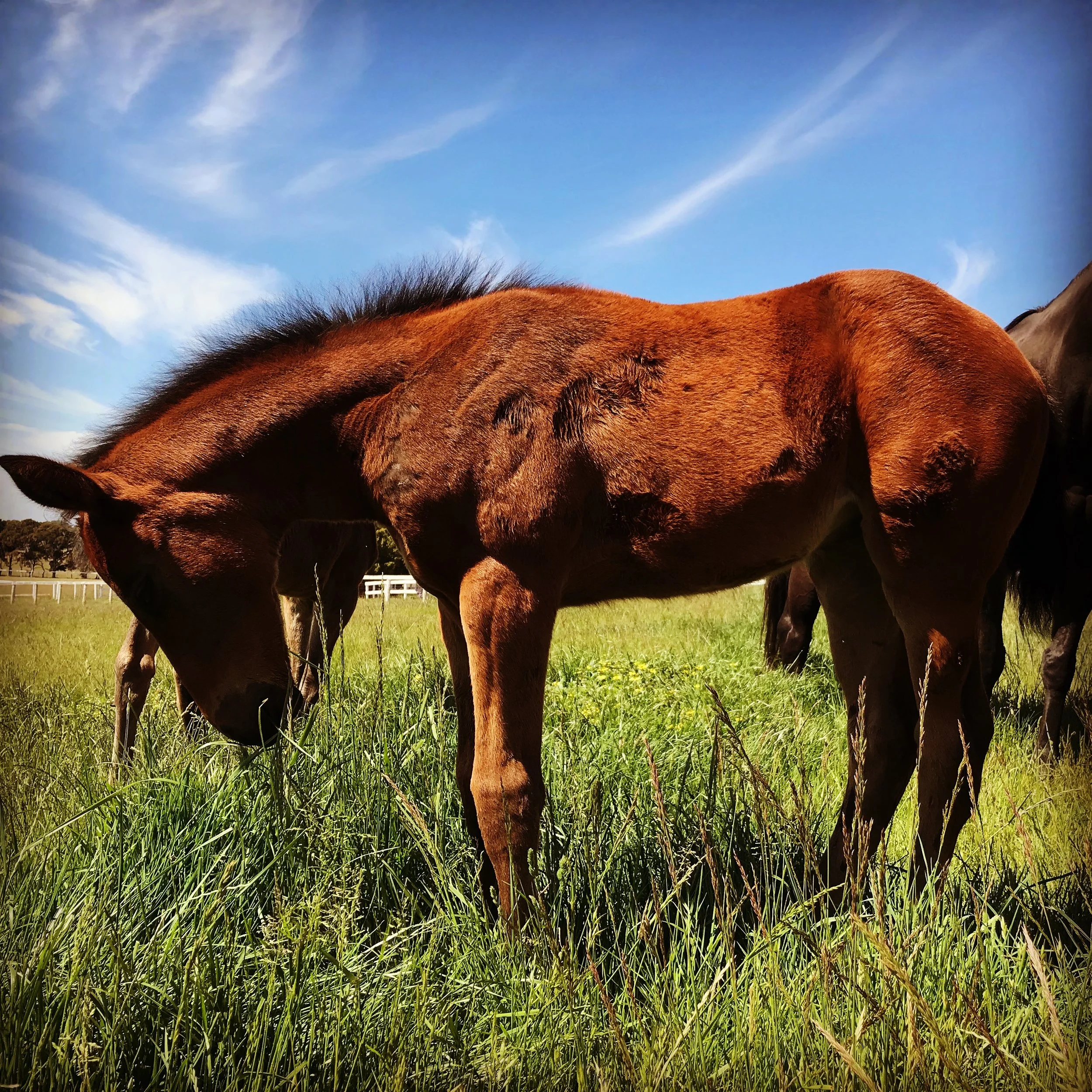 Foal In Grass.JPG
