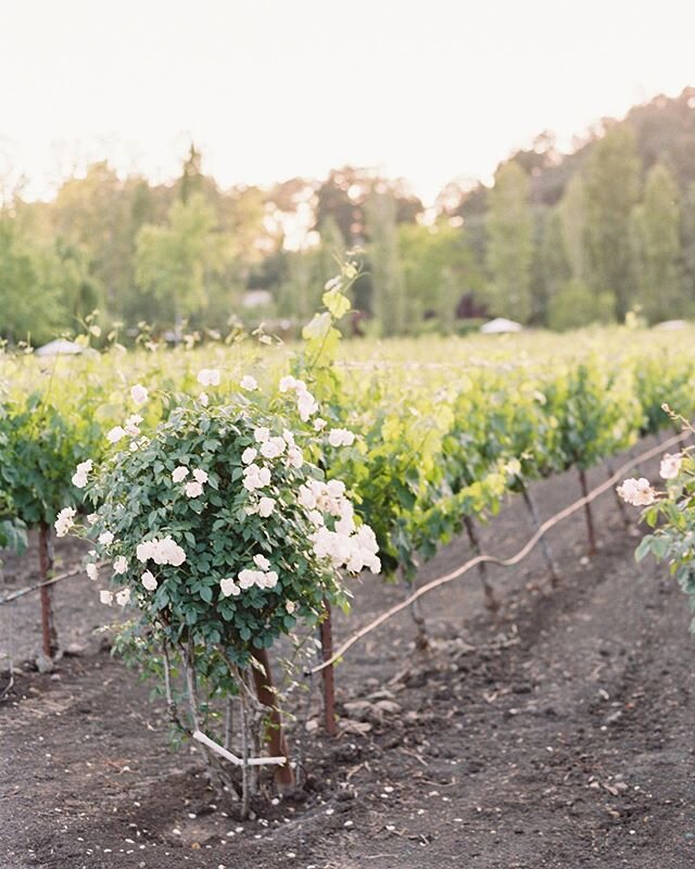 Twilight scene from Sarah and Matthew&rsquo;s wedding with @bashplease last June. Even though your plans may be different, I hope you can enjoy the beauty of summer solstice wherever you are.

#californiawedding #californiabride #napawedding #winecou