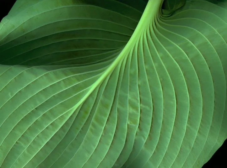 hosta.leaf copy.jpeg