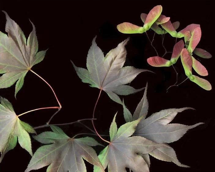 japanese maple.jpeg