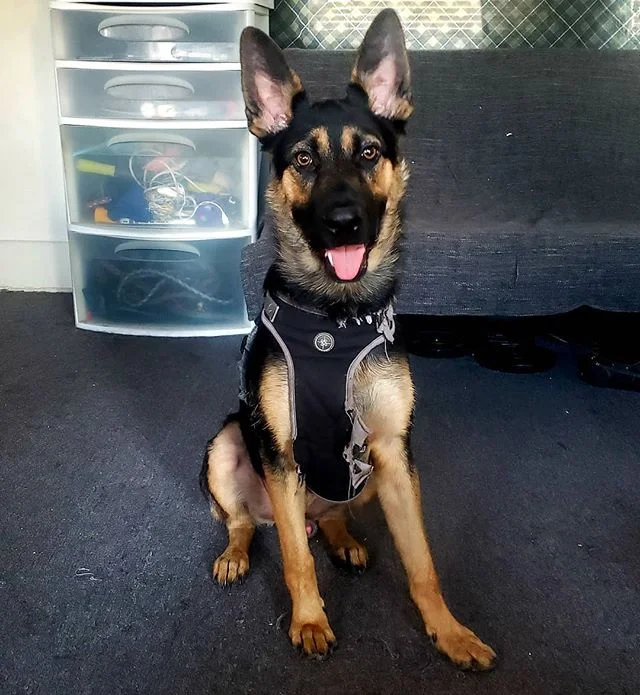 Blue is now a teenager 🐶
.
Here's to many more runs🏃&zwj;♂️ and dog park visits in the future🚀
.
Blue has to be the most adorable German Shepherd 😁