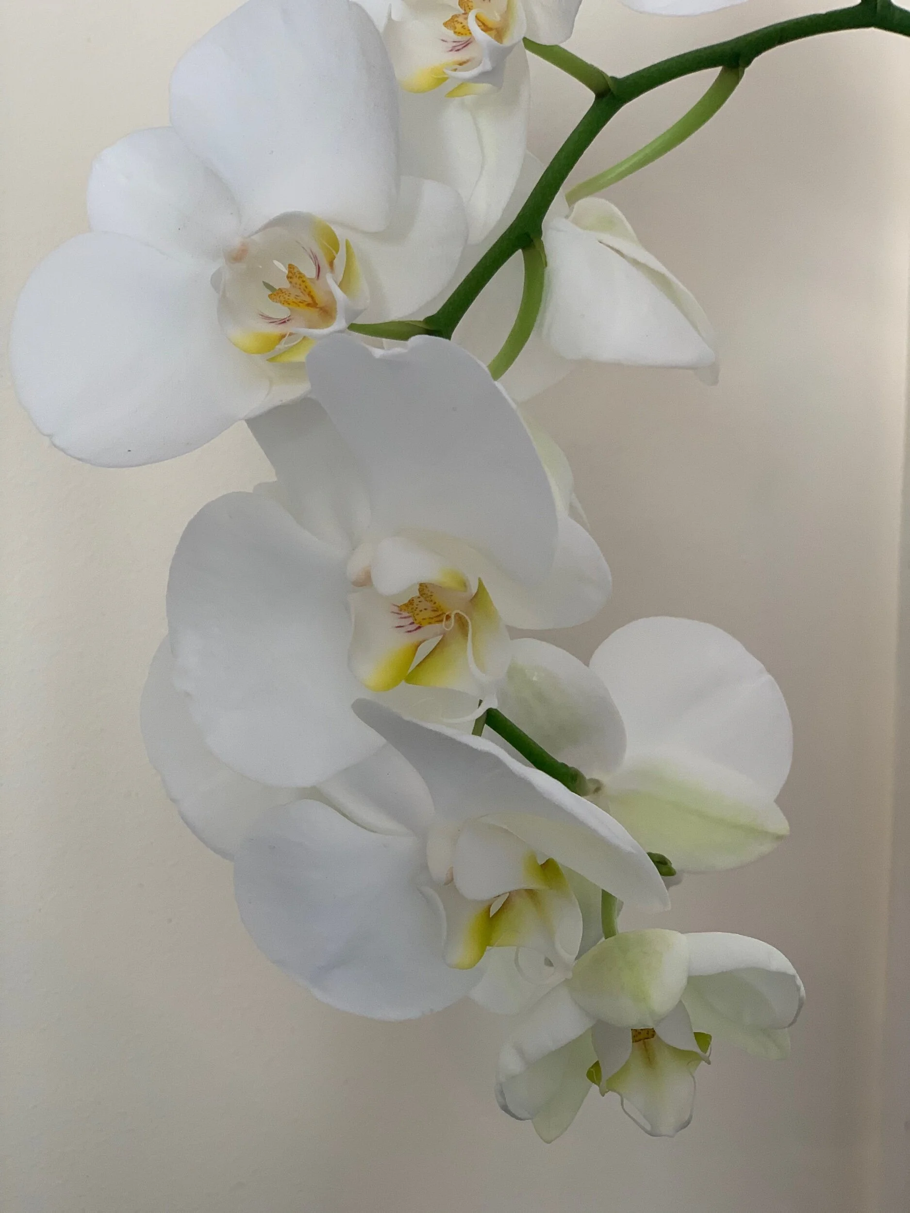 E208C45A-C2B9-4627-B733-19949DC5989B