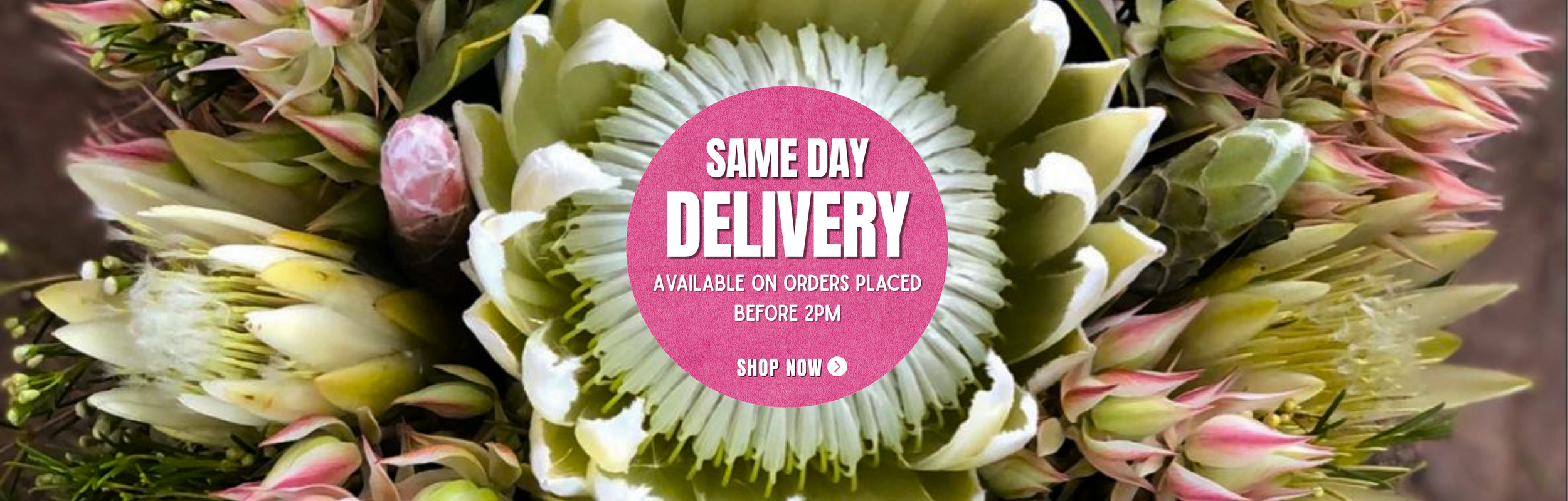 SF Follow Us INSTA Web Banner.png