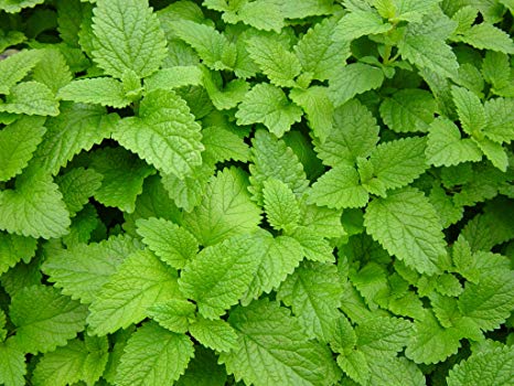 Herbal Medicine Spotlights: Lemon Balm