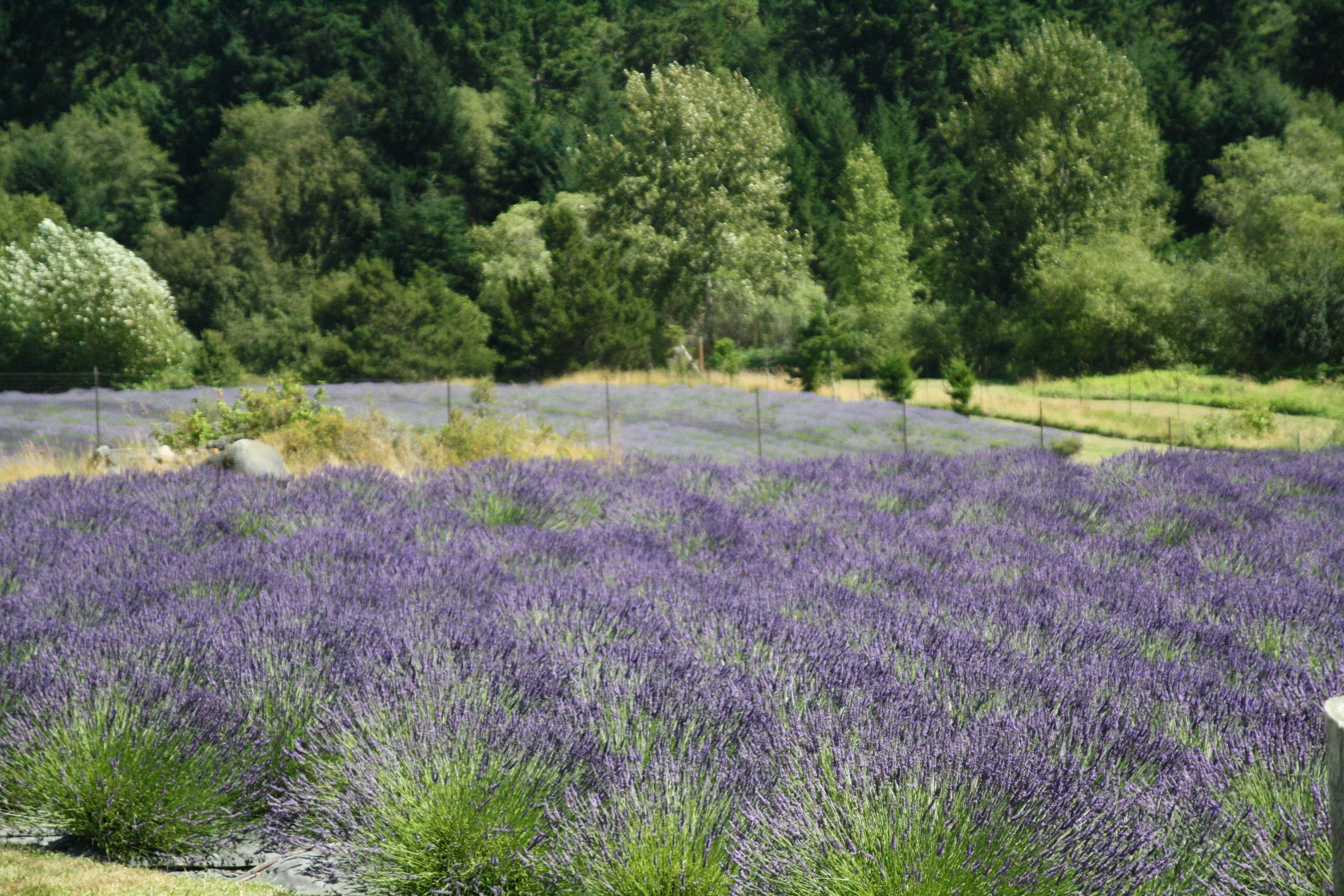 Herbal Medicine Spotlights: Lavender