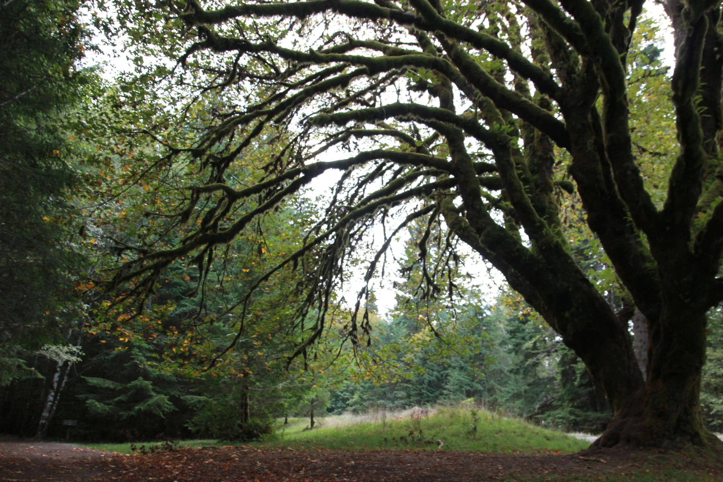 Herbal Medicine Spotlights: Ginger