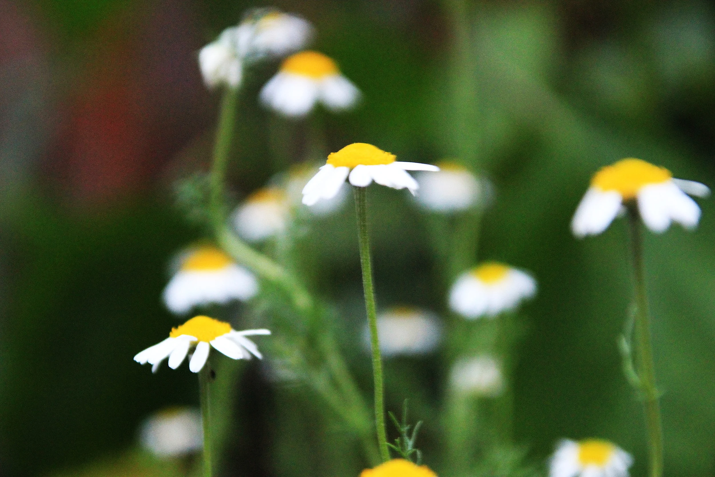 Herbal Medicine Spotlights: Chamomile