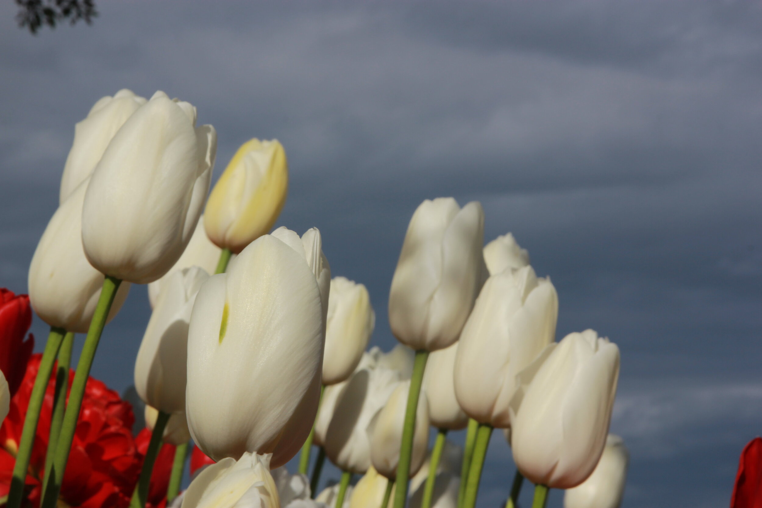 Supporting local businesses during the pandemic
