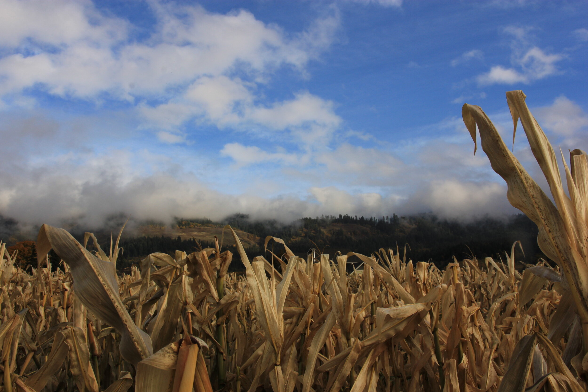 Top Ten Common-Sense Health Tips for Fighting Coronavirus 