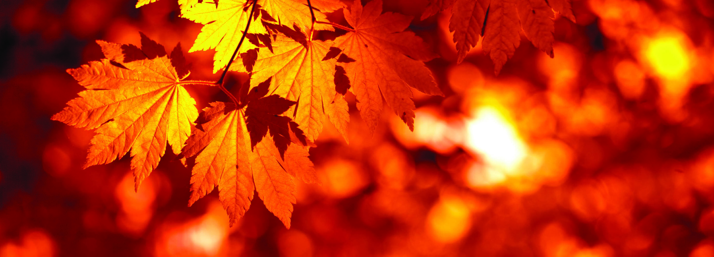home page image5.jpg