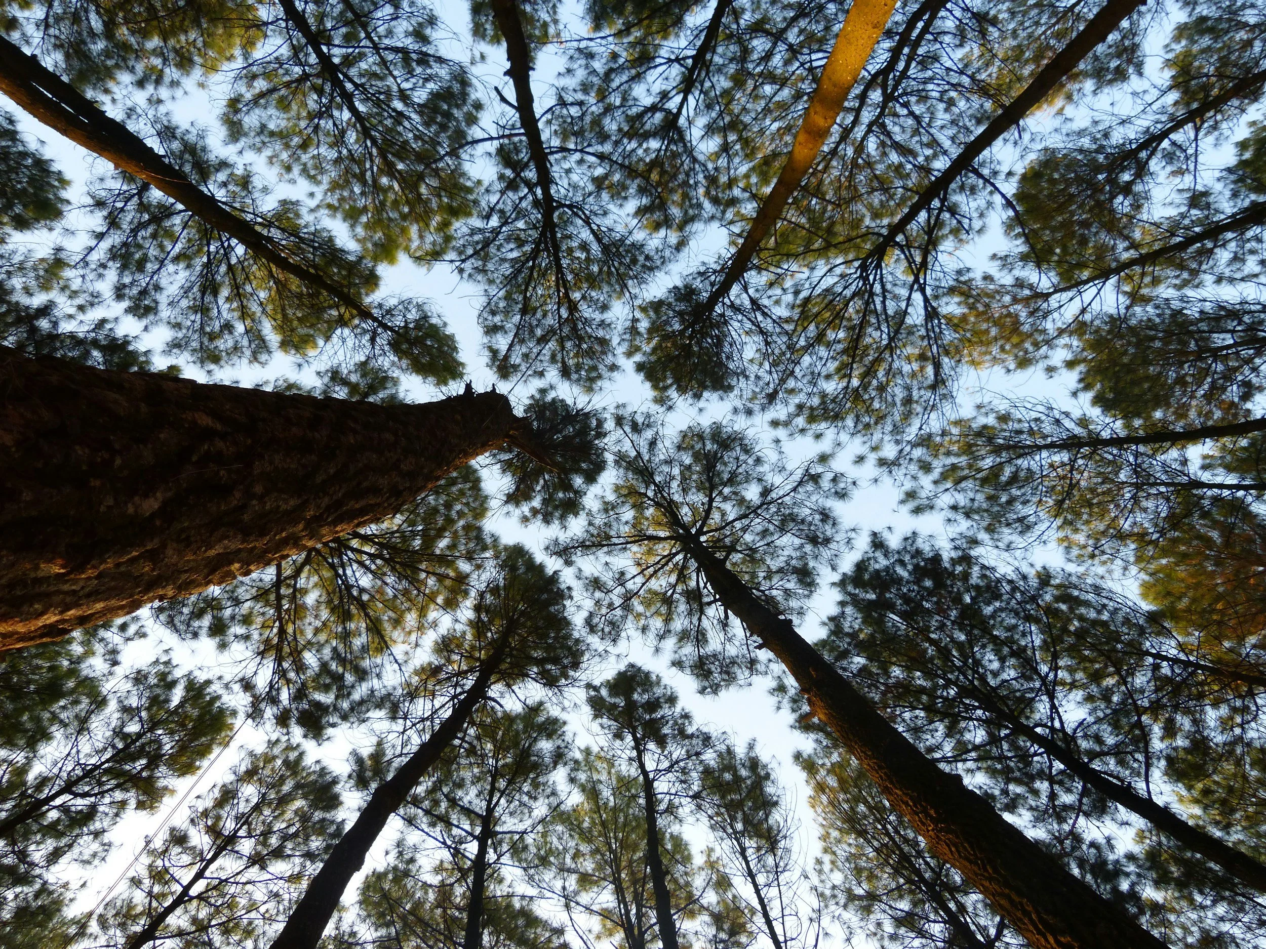 Looking up at tall pine trees with green foliage against a light sky.