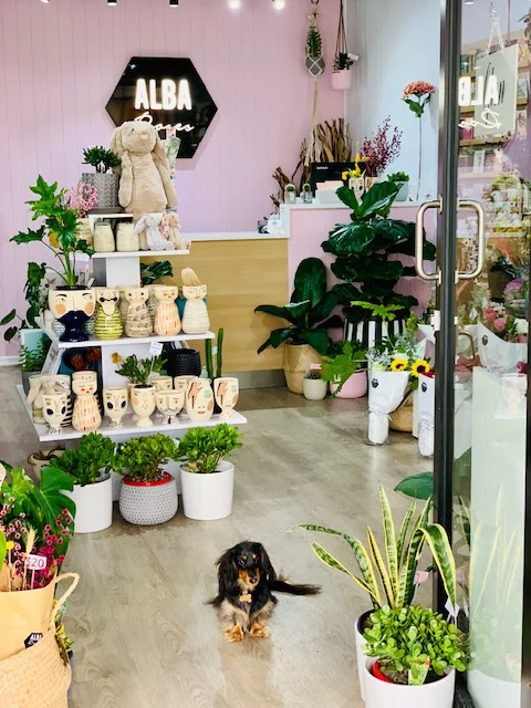Our flower pup Frankie at our Nobby Beach store