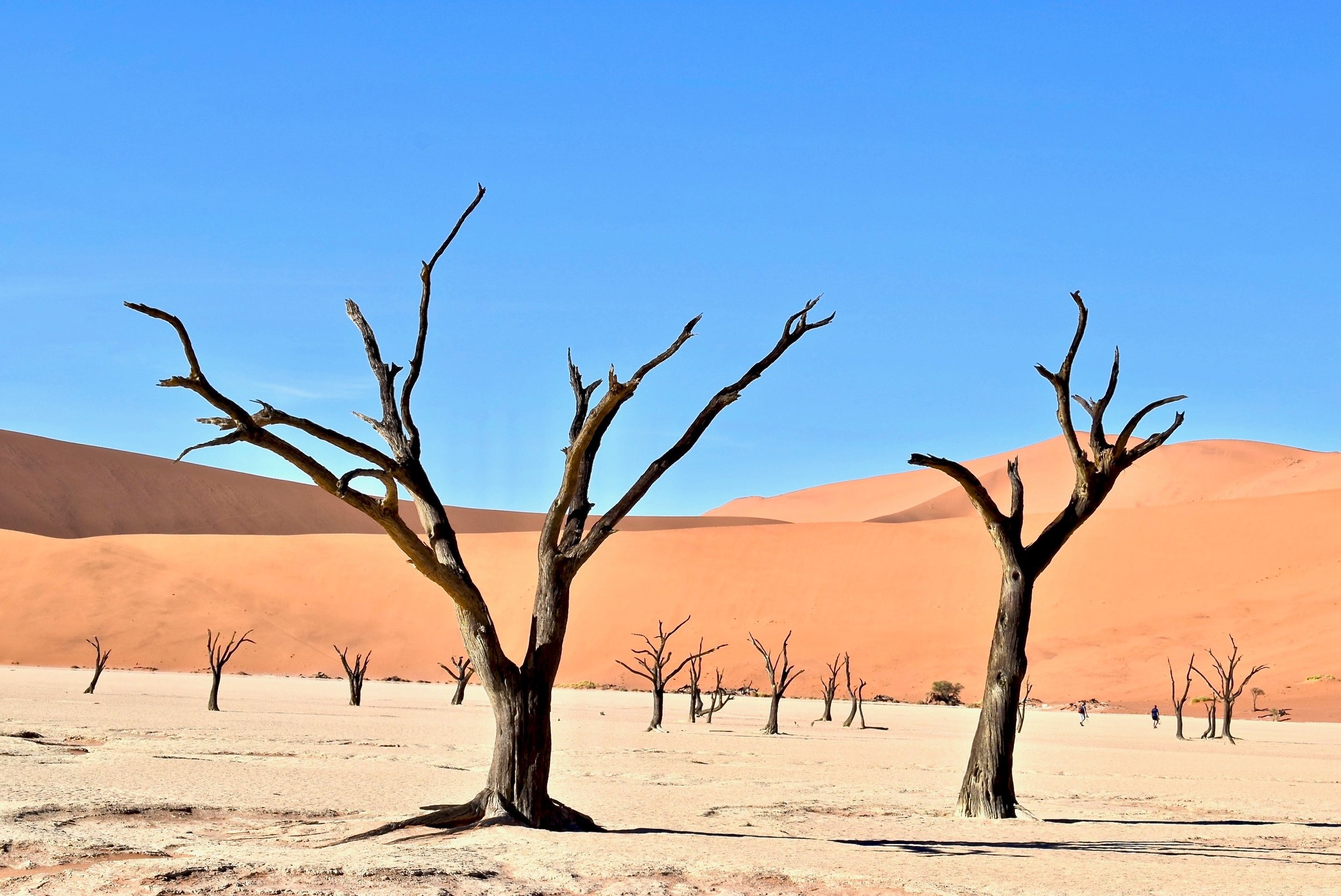 These Dry Bones
