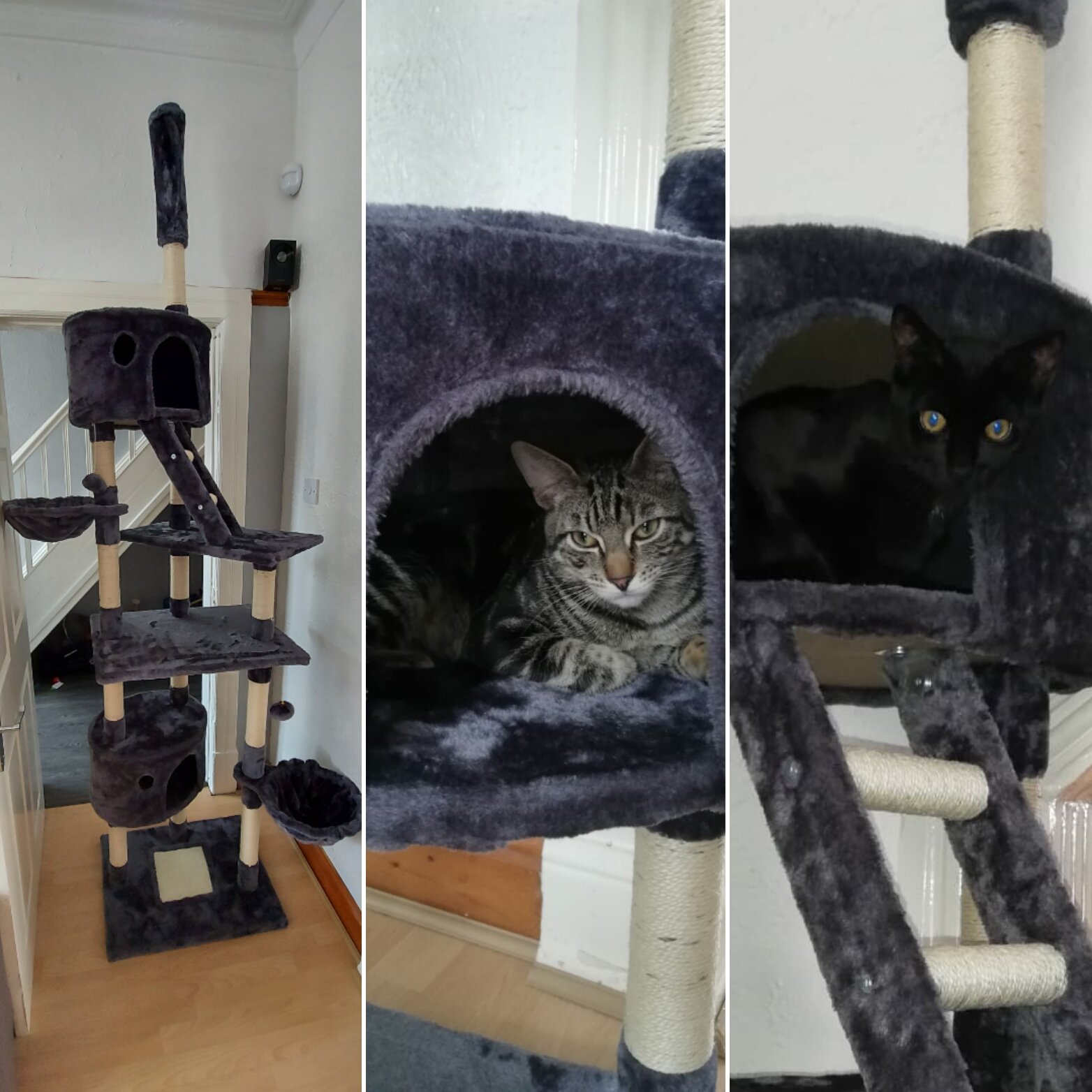 Cat Tree.jpg