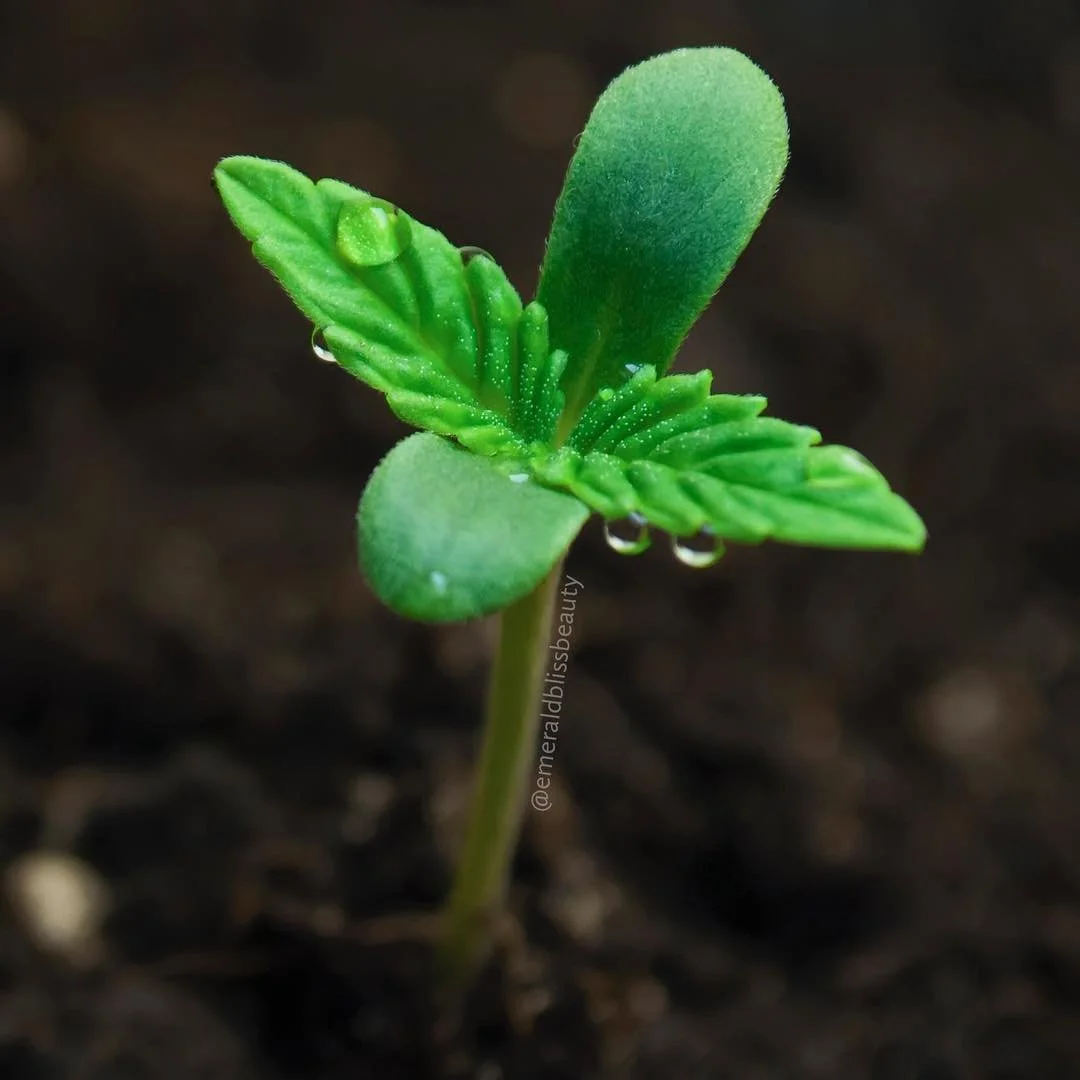 Hey friends! We&rsquo;re going to debut the start of our CBD line at the National Cannabis Festival at RFK stadium on April 20. Look for the Hemp Advancement tent and come show some love!

Mention this post for 15% off our (already festival-discounte