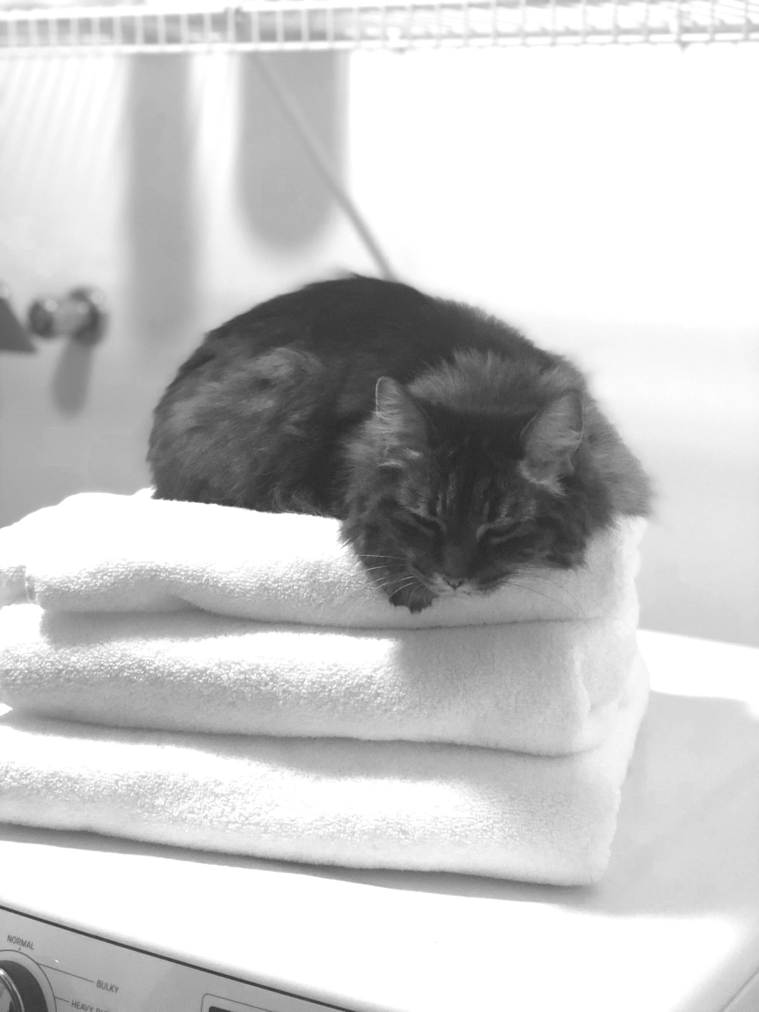 JD’s cat, Mips, bastard long-hair breed.