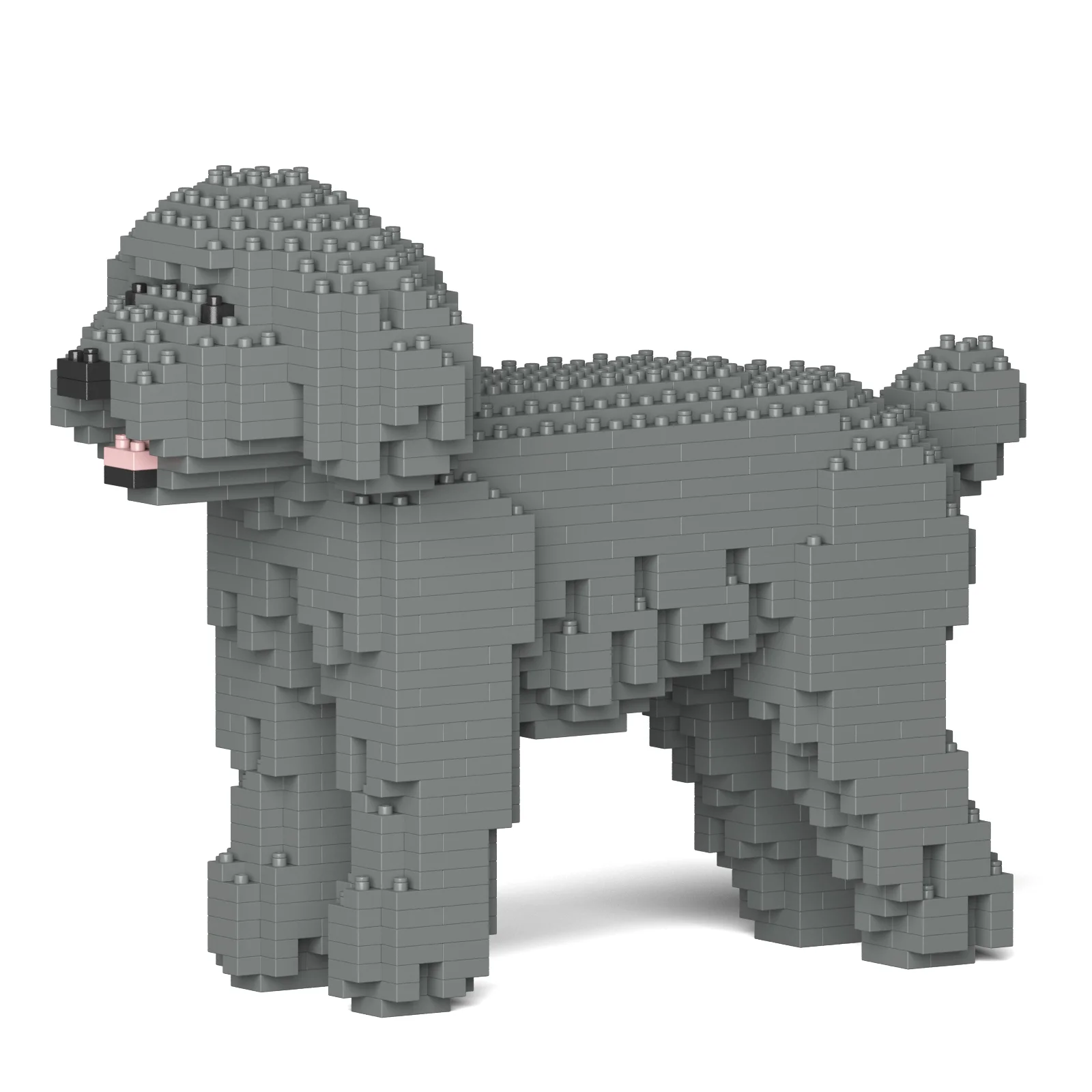 grey toy poodle