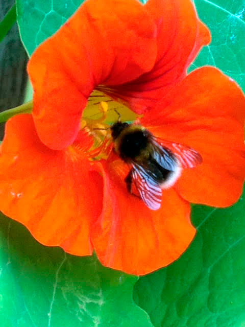 photo-or-orange-flower-and-bumble-bee-in-sculpture-garden-portland-dorset.jpg