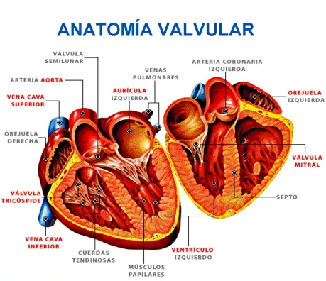 Anatomía Valvular