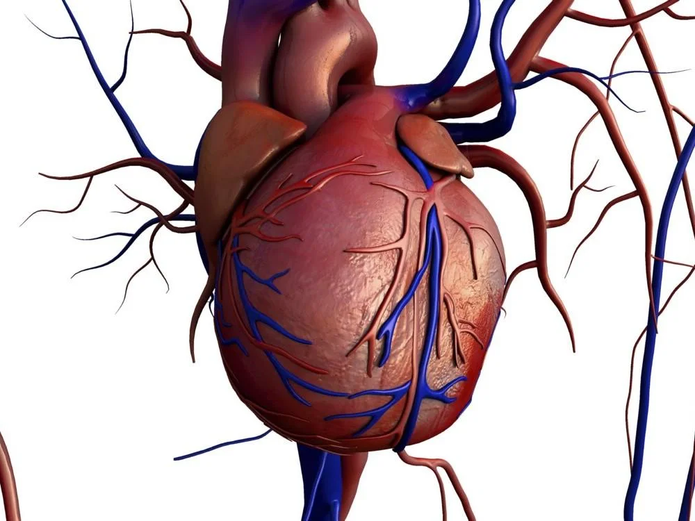 El corazón tiene el tamaño de un puño grande cerrado