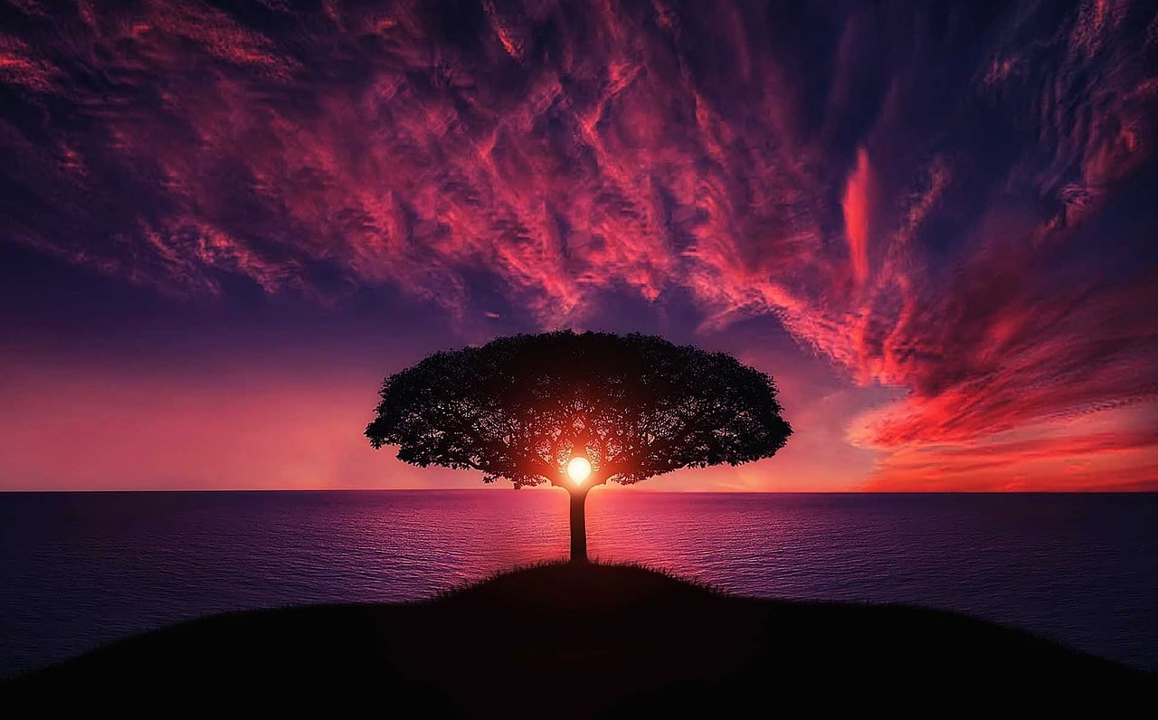 The sun sets through a silhouhette tree against a pink and purple sky - live life in alignment with your values