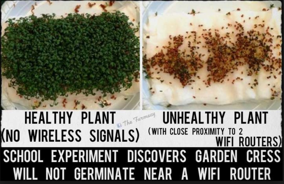 two boxes of cress seeds one healthy and one not healthy side by side - life coaching for optimum wellbeing