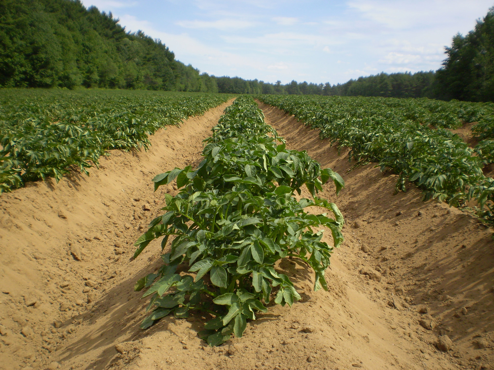 Potato Fields.jpg