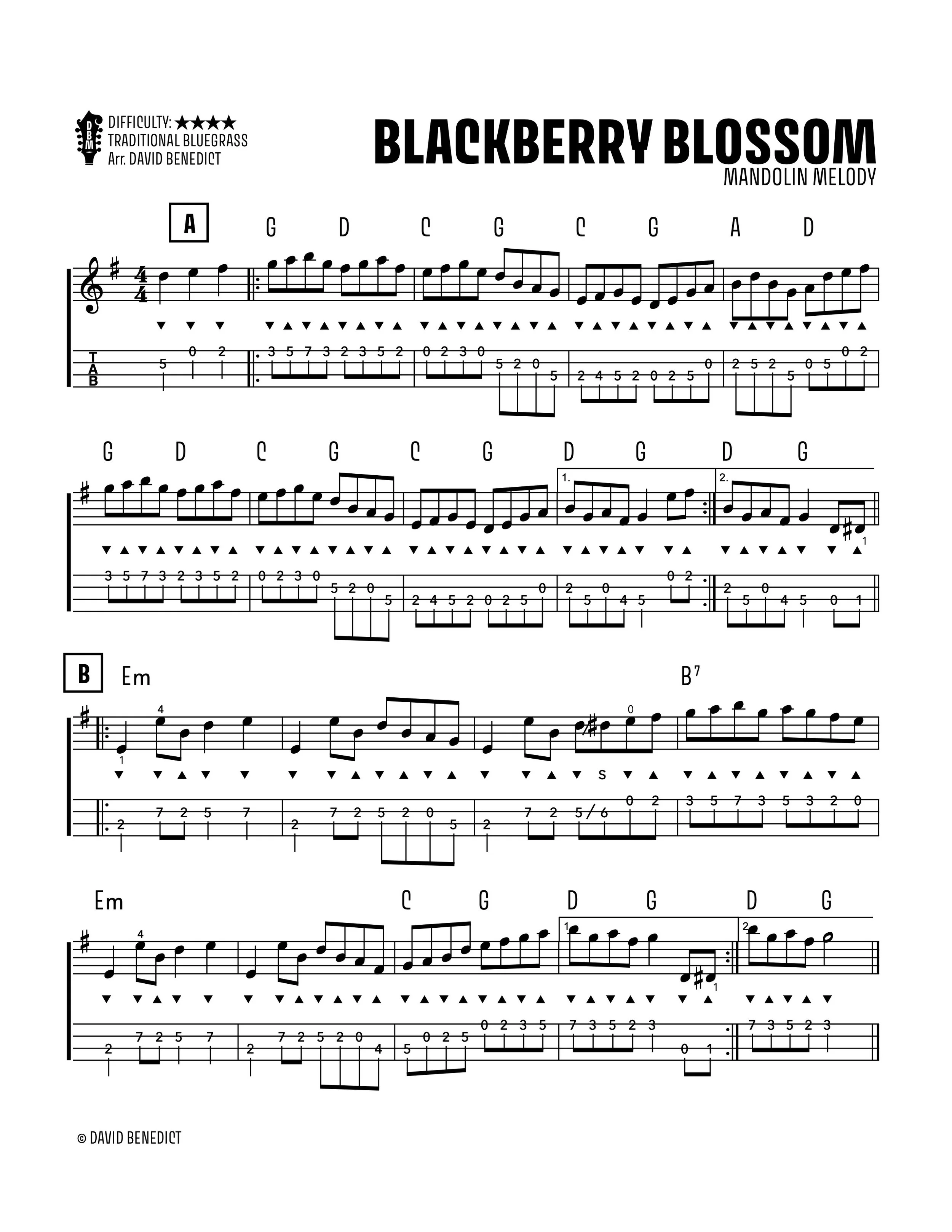 Blackberry Blossom