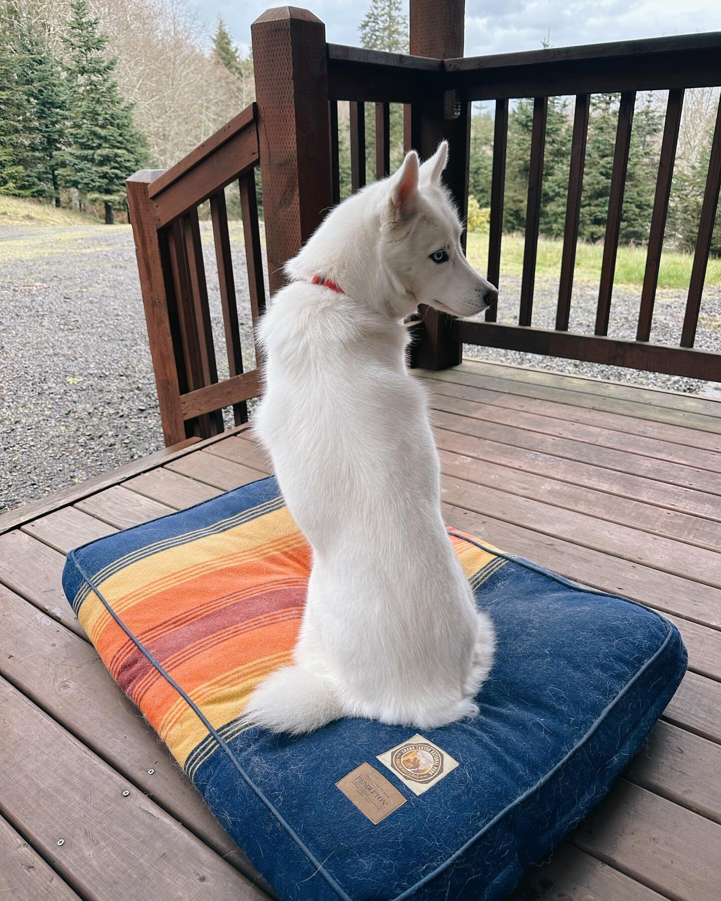 Frankie just wants to remind everyone that dogs are not allowed at La Cabana - even if they bring their own @pendletonwm dog bed and gaze longingly from outside.😉 
.
.
.
#nehalemoregon#nehalembay#oregoncoast#pendletonwm#cabinlife#traveloregon#pacifi