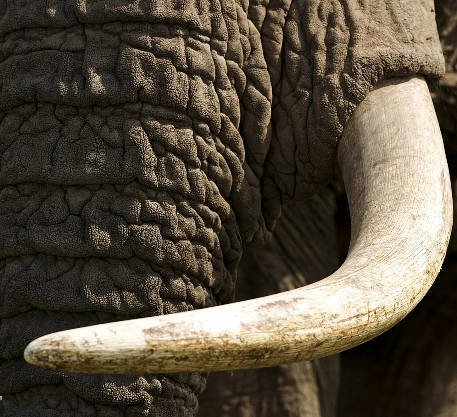 UTTARA ASHADHA - SAGITTARIUS 26'41 - 10'00 CAPRICORN  - sun