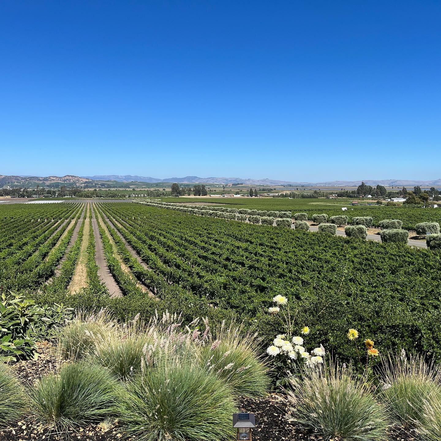 Bubbles pair perfectly with this vineyard view, just one of the many reasons we love @gloriaferrerwinery 🥂🍇