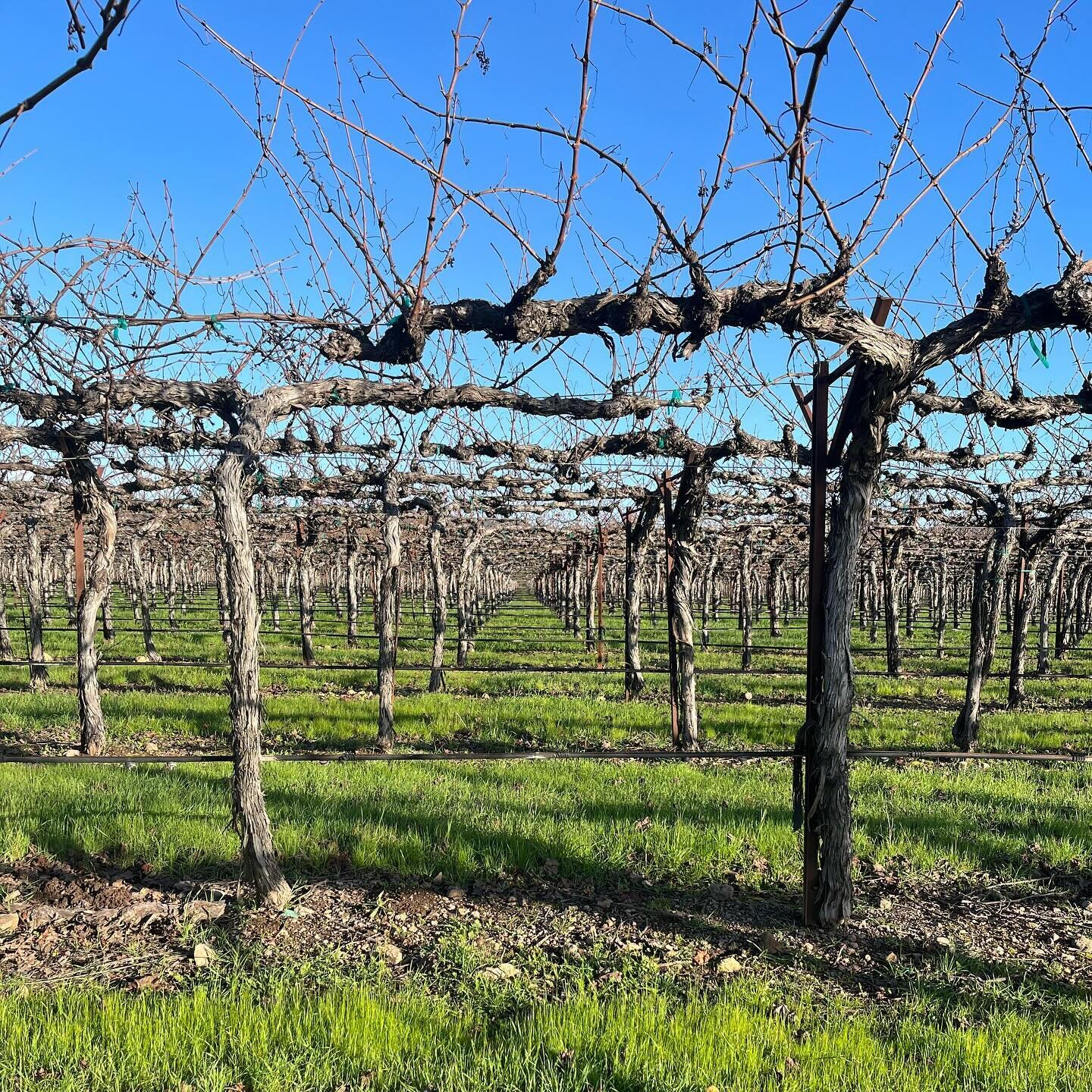 Dormant vines still make a stunning backdrop. Call today and book your next adventure in #winecountry 🍇 #sonomavalley #napavalley #winetours #winterwonderland