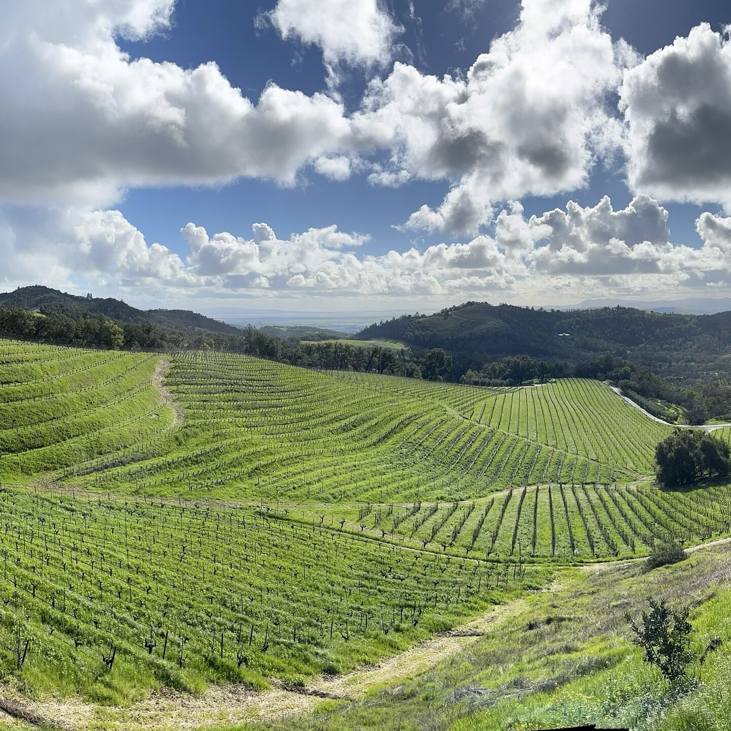 A view that never gets old! Taking a group to @kamenwines who make, in my opinion, some of the best wine in #sonomacounty Have you visited Kamen in #sonoma?