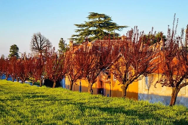 Spring in the Langhe - buds forming along Via Giordano in Novello. #novello #langhe #piemonte #italy #spring #springiscoming #blossoms #villagesofitaly #lamorra #monfortedalba #serralungadalba #alba #castiglionefalletto #barolo #dianodalba #verduno #