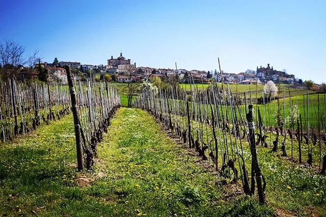 Spring in the Langhe - meadow flowers bloom. Every spring the hills of Langhe are covered with meadow flowers as the vines and woods wake from their winter dormancy. #italy #piemonte #langhe #novello #lamorra #monforte #serralungadalba #vergne #verdu