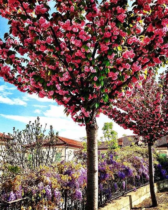 Spring in the Langhe - Bussia blooms. Between Monforte d&rsquo;Alba and Castiglione Falletto, Bussia is known as a Barolo cru. Not so famous are the very good chardonnays grown and produced in this zone. One that we have always enjoyed is the Bussiad