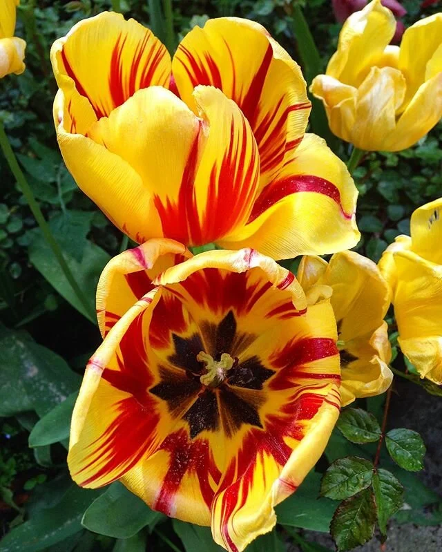 Flower power. #italy #spring #primavera #piemonte #novello #langhe #tulips  #tulipani  #flowerpower #barolo #monfortedalba  #lamorra