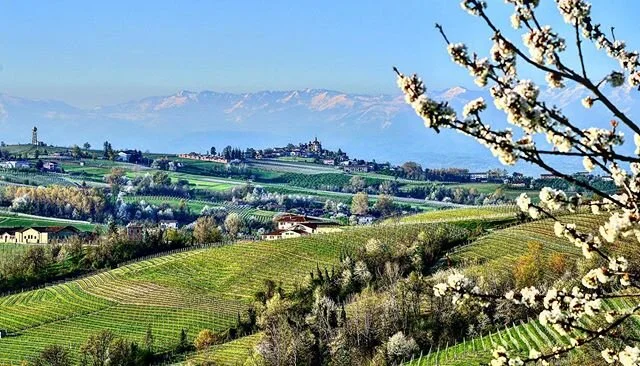 Time for another pretty picture. Primavera. Spring in the Langhe - blossoms, Novello and the Alpi. #primavera #spring #italy #piemonte #langhe #novello #lamorra #barolo #monfortedalba #serralungadalba #castiglionefalletto #verduno #alba #roddi #grinz