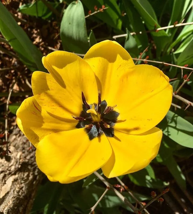 It is an Easter weekend with a difference but love and kindness are definitely not in isolation or staying at home. They are showing themselves in wonderful and creative ways.  Wishing everyone a Happy Easter. #buonapasqua #happyeaster #novello #lang