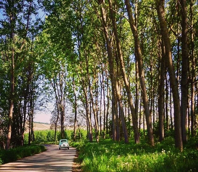 Throwback Thursday - April 2016. Whilst on a bike ride I had stopped to take some photos and this scene made me smile. #novello #langhe #fiat500 #italy #piemonte #lamorra #italy #madeintorino #bigtrees #vintagecars #gallo #santamaria #annunziata