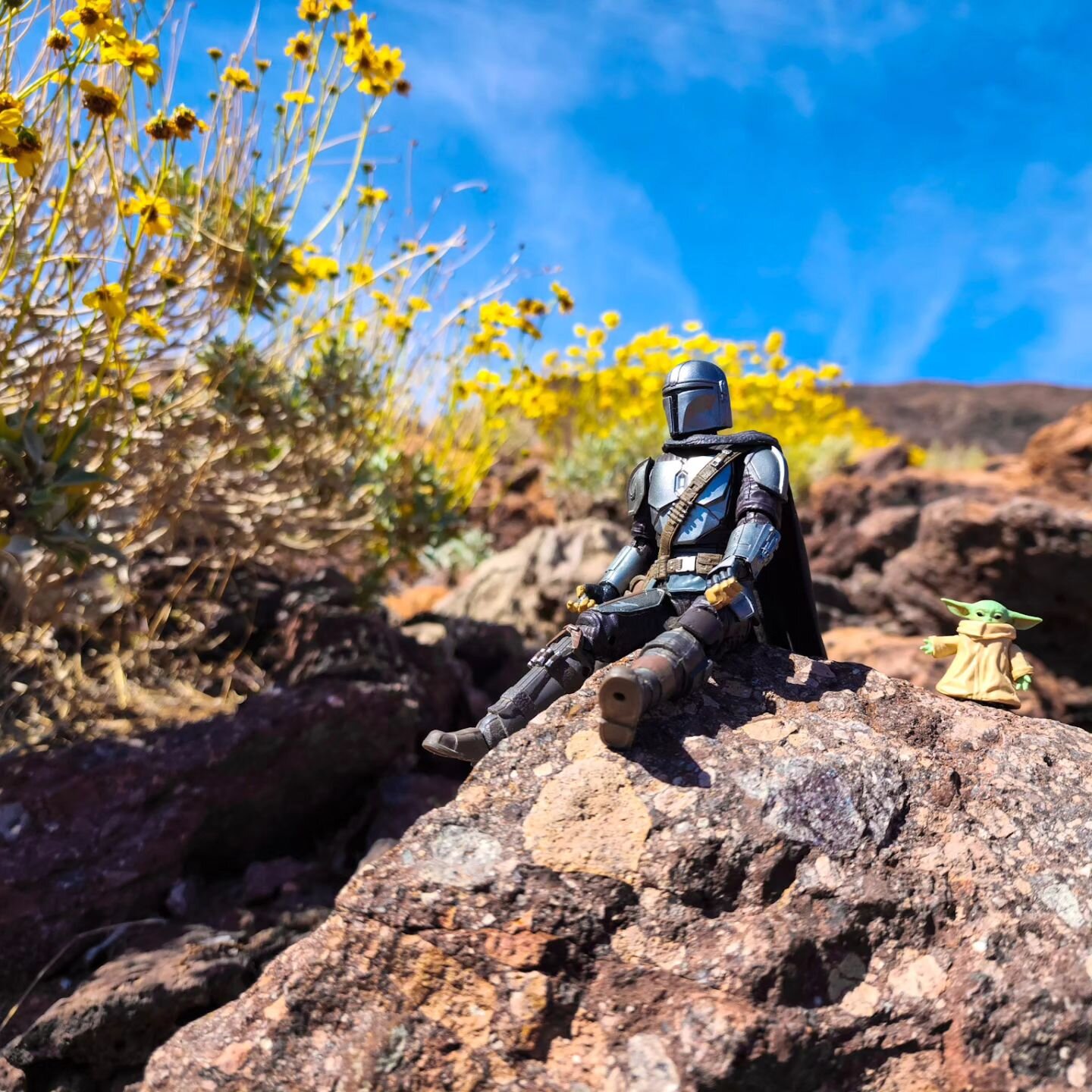 Just a couple dins in the desert 

🛑🛑🛑🛑🛑🛑🛑🛑🛑 
#inciensobrittlebush #brittlebush #enceliafarinosa #incienso #southerncalifornia 
#tcb_shadowmoon  #mandalorian #grogu #mojavedesert #themandalorian #dinjarin #dingrogu #wildflowers  #starwarstoy