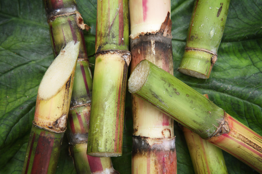 Raw cut sugar cane