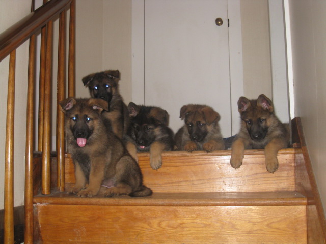 PUPS ON STAIRS A.jpg