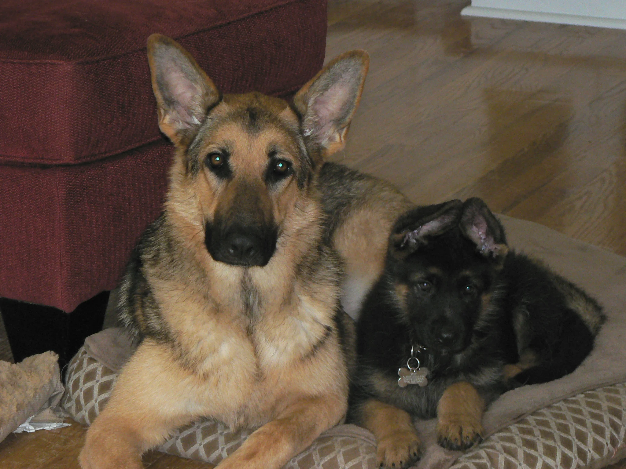 Jersey and Jack pals .jpg
